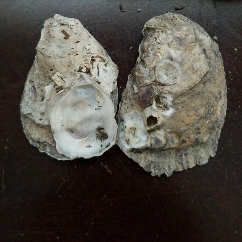 Shells arts and crafts